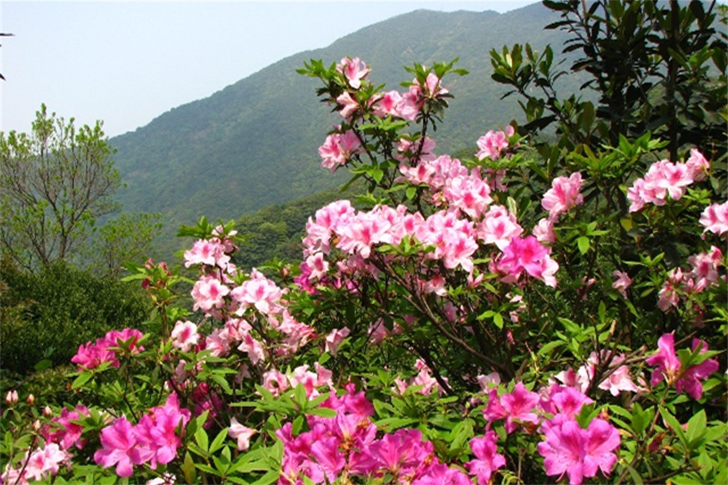 立洋股份：人间四月天 勇攀高峰